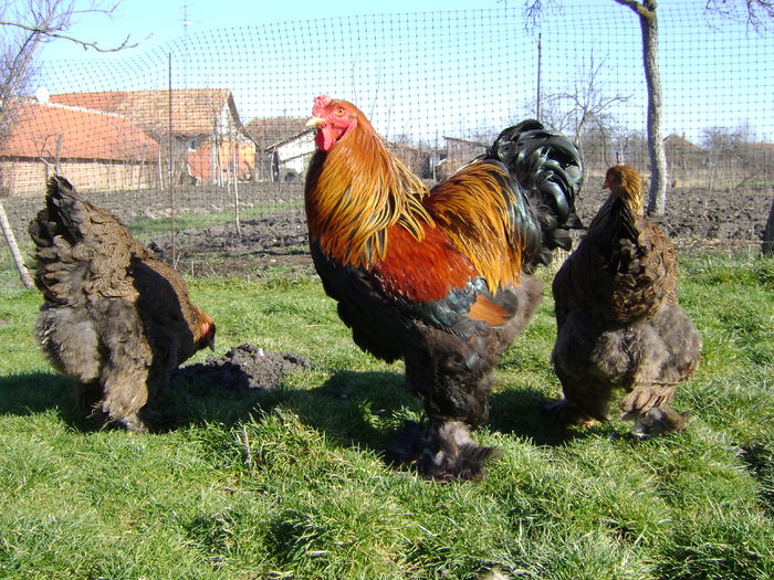 DSC03981 - 36-MATCA 2016