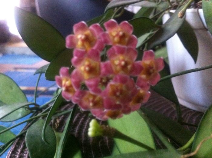 sunt mandra de ea - hoya infloriri