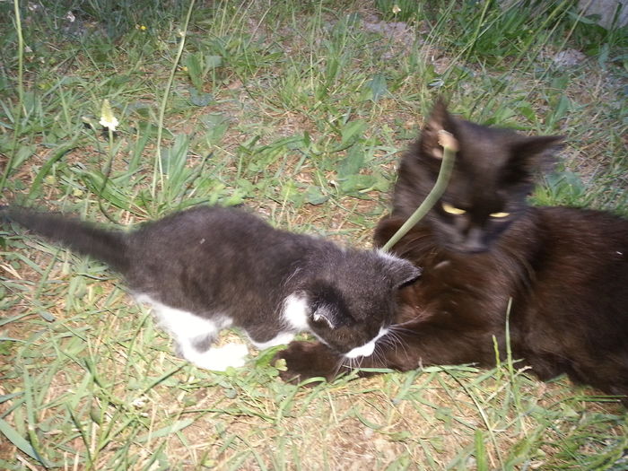 20150613_210345 - X_MITZI-TOMITZA si restul gastii