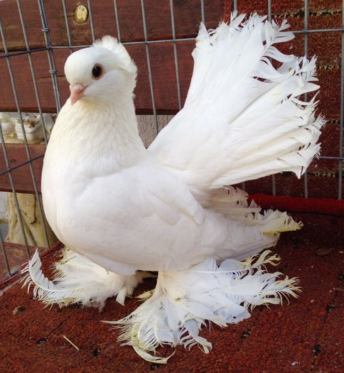 image - PORUMBEI VANDUTI 2018