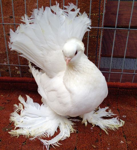 image - PORUMBEI VANDUTI 2018