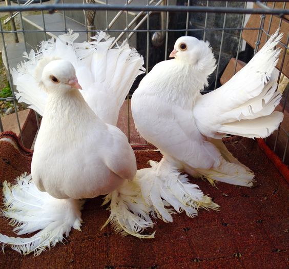 perechea nr1 - PORUMBEI VANDUTI 2018