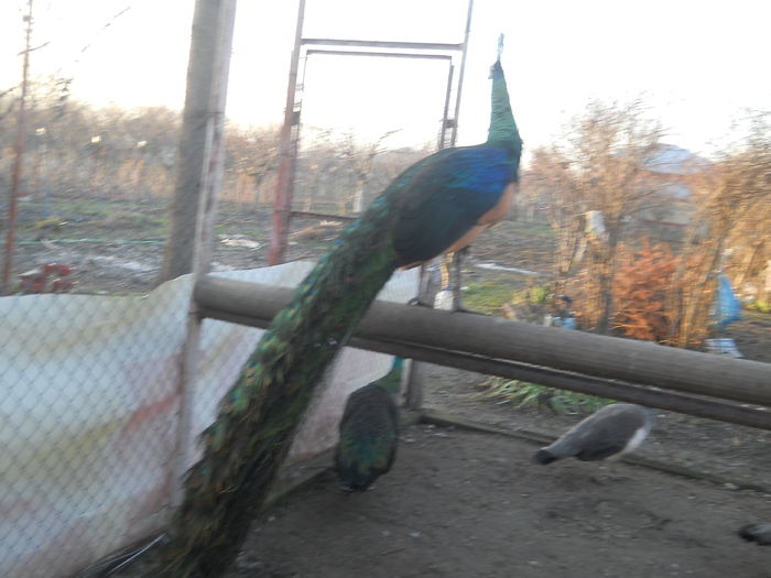 Picture 247