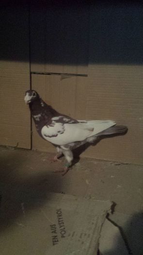 20160215_182453 - miulemans
