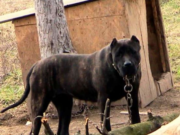 FB_IMG_1455558290069 - Baghera   presa canario