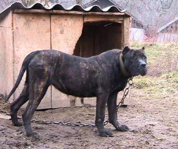 FB_IMG_1455558258734 - Baghera   presa canario