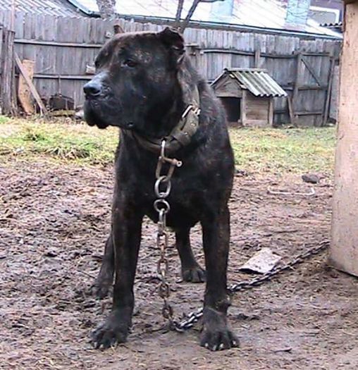 FB_IMG_1455558251857 - Baghera   presa canario