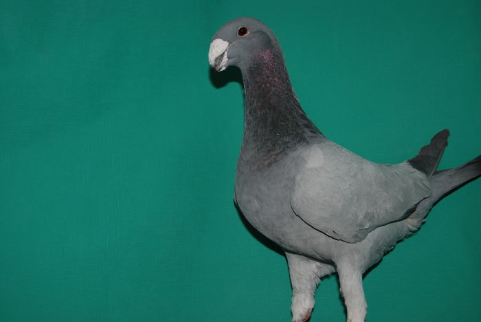 DSC_0089 95 pct.salzwedel masc; cr.heil stefan
