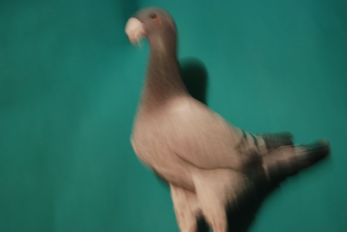 DSC_0105 95 pct.ulm fem; cr.tremel andreas
