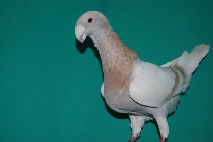 DSC_0122 95 pct.salzwedel fem.; cr.konig uwe
