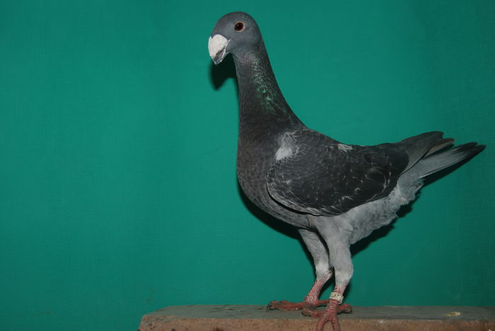 DSC_0004fem.2015retinuta