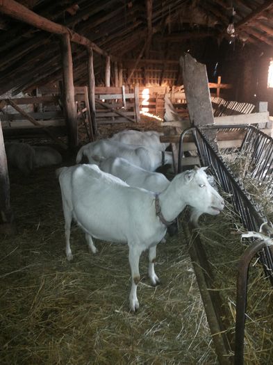 20160214_170042 - capre saanen