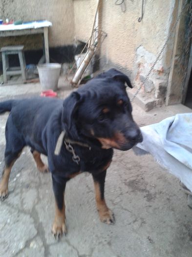 20160211_170316 - Rottweiller