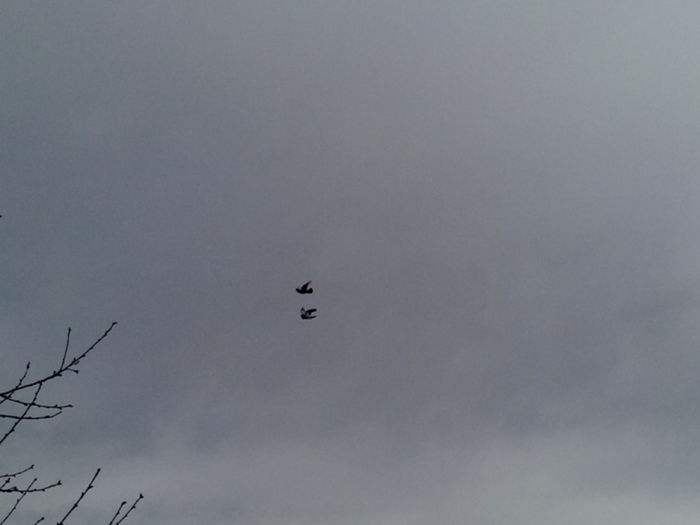 IMG_20160215_120709 - 06________________In zbor