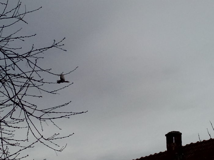 IMG_20160215_120835 - 06________________In zbor