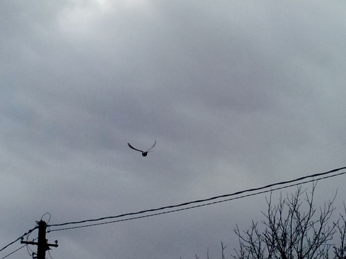 IMG_20160215_121005 - 06________________In zbor