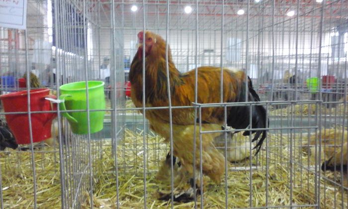 20160213_131216 - h Expo PLESUVA Baicoi 12 - 14 februarie 2016
