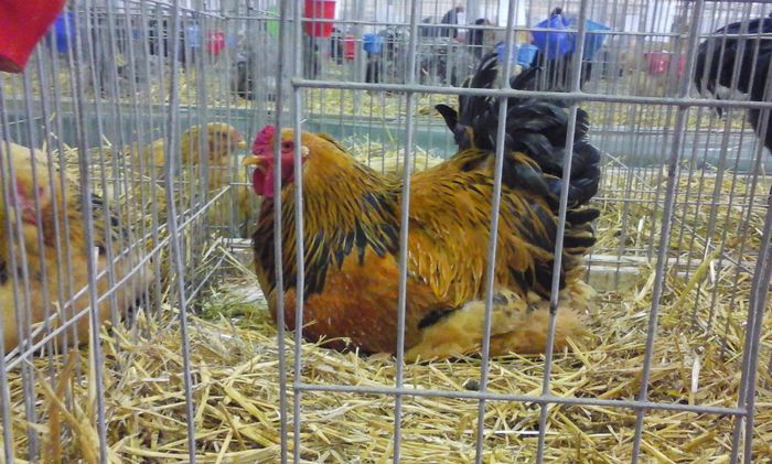 20160213_131222 - h Expo PLESUVA Baicoi 12 - 14 februarie 2016