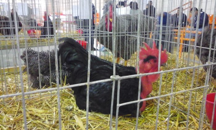 20160213_132931 - h Expo PLESUVA Baicoi 12 - 14 februarie 2016