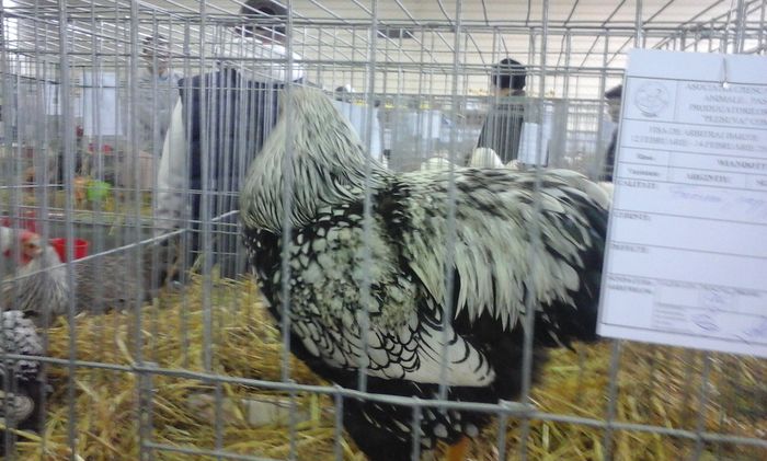 20160213_133445 - h Expo PLESUVA Baicoi 12 - 14 februarie 2016