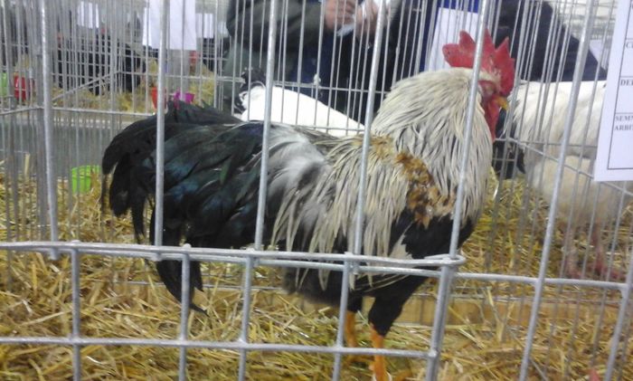 20160213_133727 - h Expo PLESUVA Baicoi 12 - 14 februarie 2016