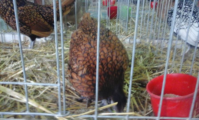 20160213_134109 - h Expo PLESUVA Baicoi 12 - 14 februarie 2016