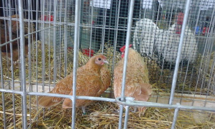 20160213_134120 - h Expo PLESUVA Baicoi 12 - 14 februarie 2016