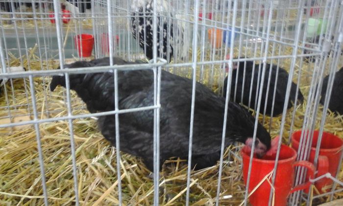 20160213_134133 - h Expo PLESUVA Baicoi 12 - 14 februarie 2016
