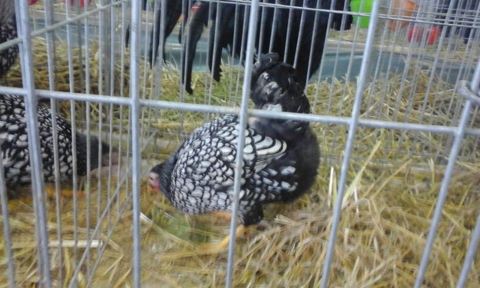 20160213_134201 - h Expo PLESUVA Baicoi 12 - 14 februarie 2016