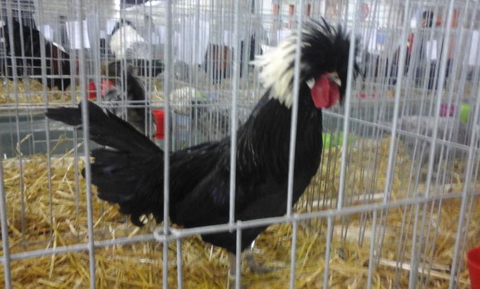 20160213_134251 - h Expo PLESUVA Baicoi 12 - 14 februarie 2016