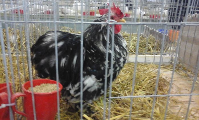 20160213_134403 - h Expo PLESUVA Baicoi 12 - 14 februarie 2016