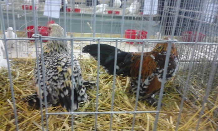 20160213_134418 - h Expo PLESUVA Baicoi 12 - 14 februarie 2016