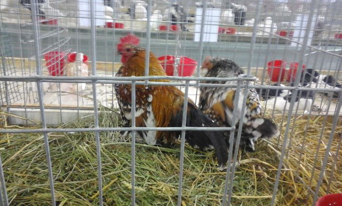 20160213_134423 - h Expo PLESUVA Baicoi 12 - 14 februarie 2016