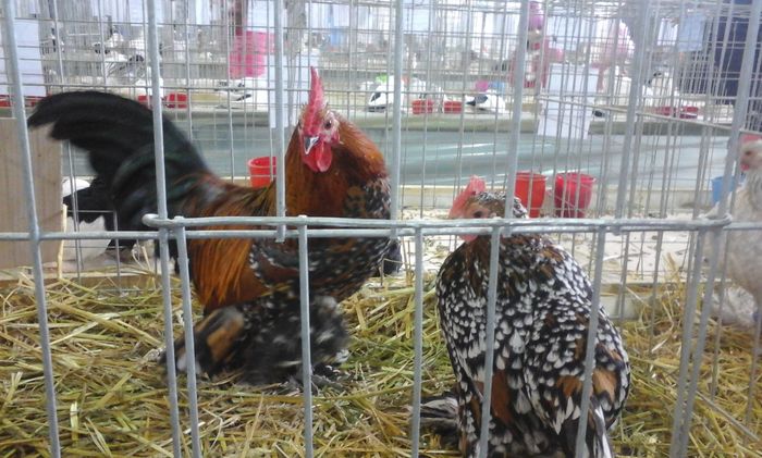 20160213_134446 - h Expo PLESUVA Baicoi 12 - 14 februarie 2016