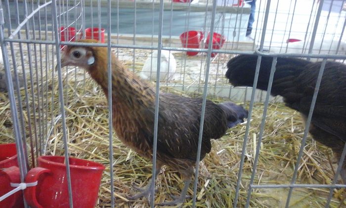 20160213_134501 - h Expo PLESUVA Baicoi 12 - 14 februarie 2016