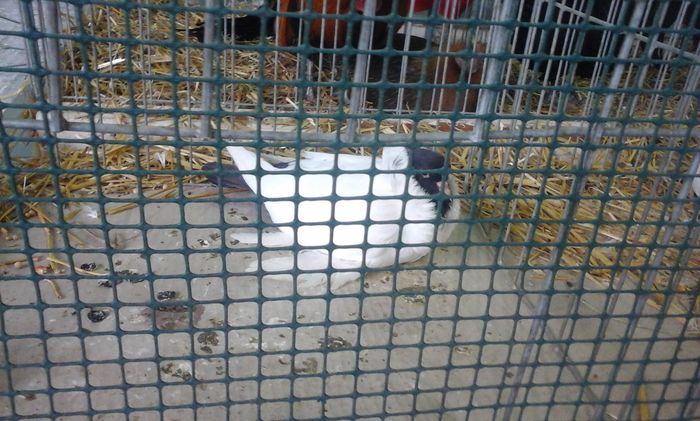 20160213_134519 - h Expo PLESUVA Baicoi 12 - 14 februarie 2016