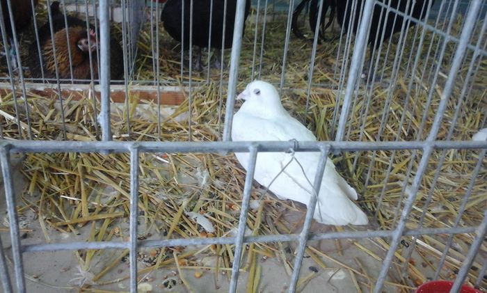 20160213_134523 - h Expo PLESUVA Baicoi 12 - 14 februarie 2016