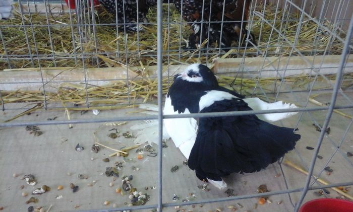 20160213_134604 - h Expo PLESUVA Baicoi 12 - 14 februarie 2016