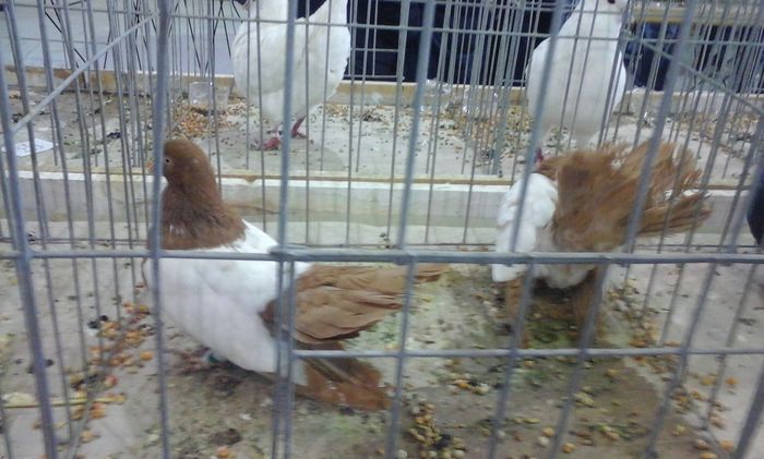 20160213_135139 - h Expo PLESUVA Baicoi 12 - 14 februarie 2016