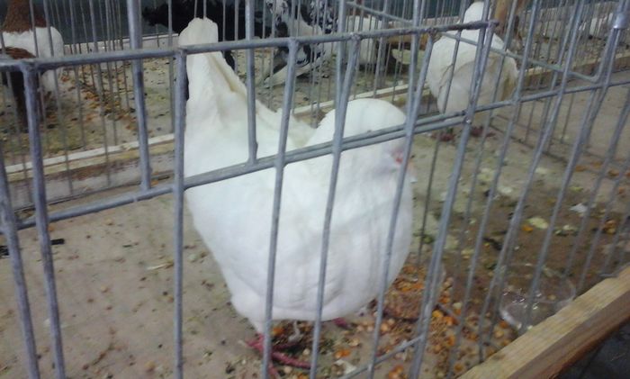 20160213_135254 - h Expo PLESUVA Baicoi 12 - 14 februarie 2016