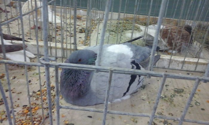 20160213_135304 - h Expo PLESUVA Baicoi 12 - 14 februarie 2016