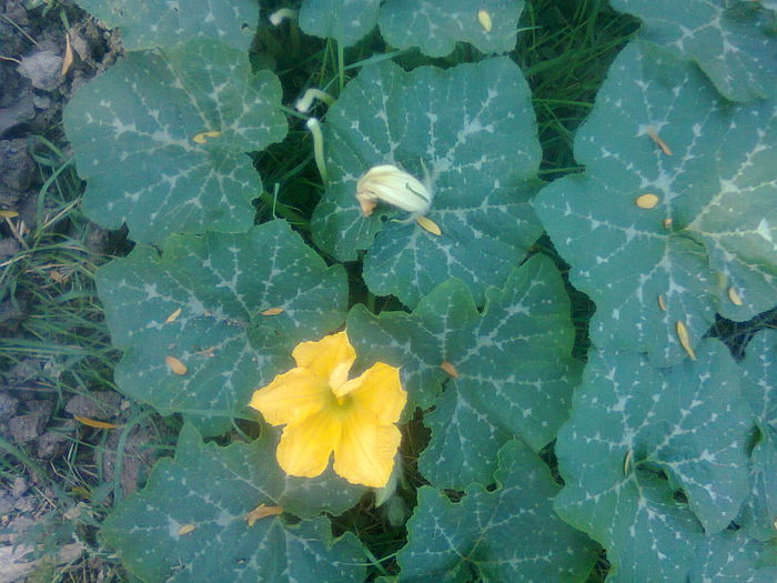 Fotografie1297 floare de dovleac; floare de dovleac
