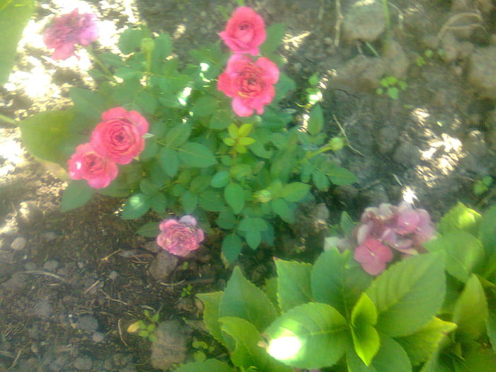 Fotografie1199 trandafirul de la Prislop; trandafir de la Prislop
