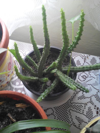 IMG_20160216_092922 - Cateva din florile mele 2016