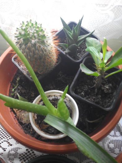 IMG_20160216_092915 - Cateva din florile mele 2016