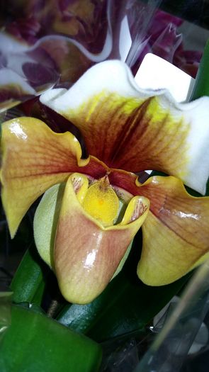 20160216_102102 - Paphiopedilum