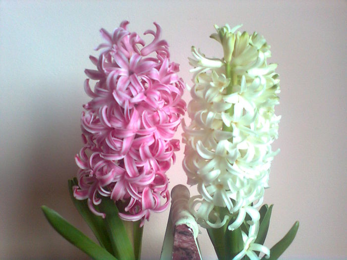  - Florile primaveri -2015 -2016 - 2017