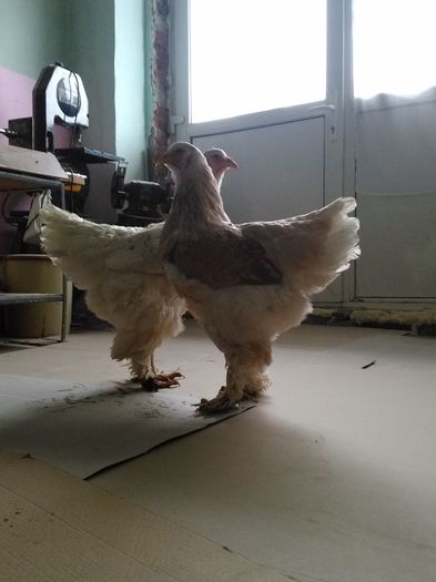 IMG_20160216_123145 - Brahma Somon