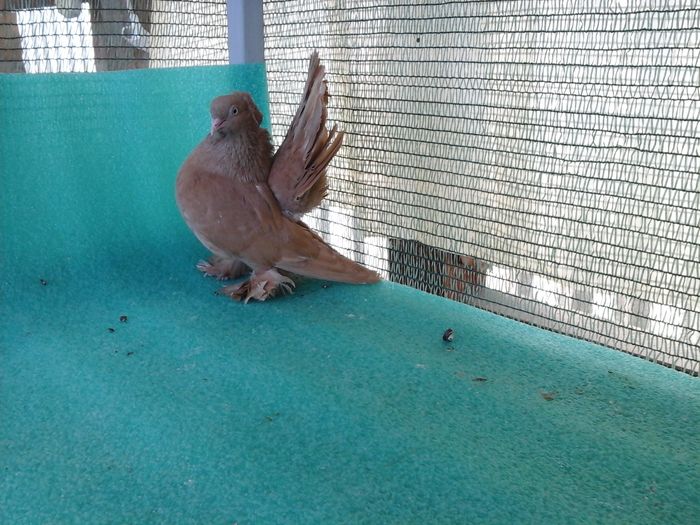 F 9883, 2015 - au fost VANDUTI