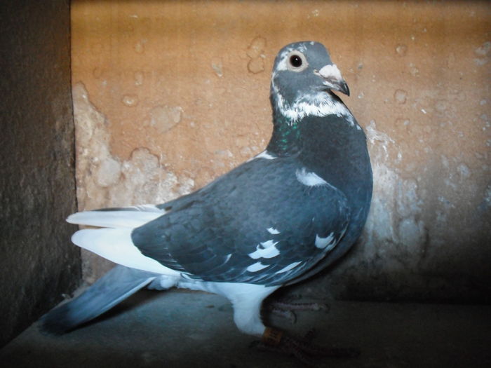 F 2014 Menne-Wanroy-Aarden